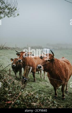 Mandria di mucche al pascolo su campo Foto Stock
