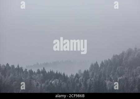 Freddo paesaggio invernale di terreno collinare con bosco di conifere coperto con brina in cupa giornata nevosa Foto Stock