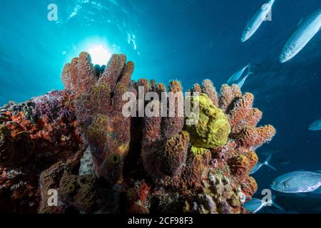 Varie spugne colorate e morbide con ruscello di pesci tropicali sotto il blu oceano alla luce del sole Foto Stock