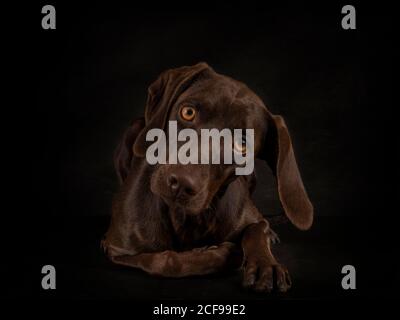 Ritratto di Weimaraner marrone con occhi gialli seduti su nero sfondo Foto Stock