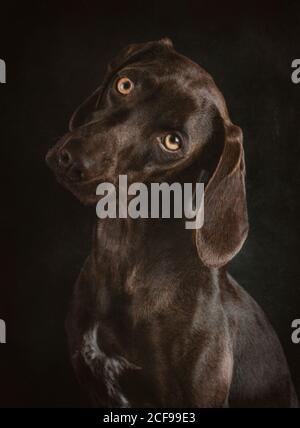 Ritratto di Weimaraner marrone con occhi gialli seduti su nero sfondo Foto Stock