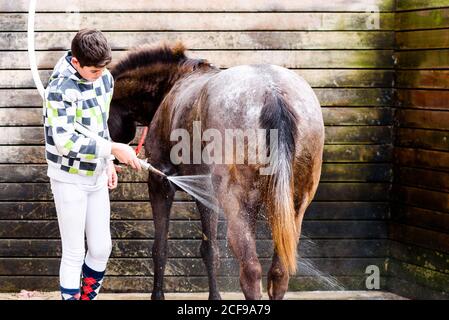 Ragazzo teenager che usa il tubo per lavare la giacca di cavallo roan contro muro di legno di stallo dopo la lezione di equitazione in scuola equestre Foto Stock