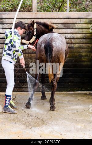 Ragazzo teenager che usa il tubo per lavare la giacca di cavallo roan contro muro di legno di stallo dopo la lezione di equitazione in scuola equestre Foto Stock