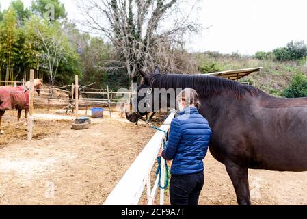 Vista posteriore di ragazza teen anonima in legatura giacca blu redini di cavallo bruno a barriera paddock durante l'allenamento in scuola equestre Foto Stock