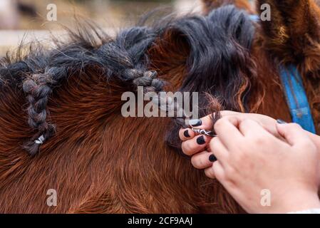 Donna irriconoscibile tagliata con mani curate intrecciando la criniera nera del cavallo della baia mentre spende il tempo sul ranch Foto Stock
