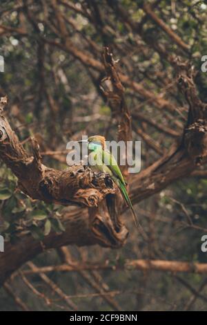 Vista laterale del mangiatape con piumaggio colorato seduto ramo di albero nel parco safari Foto Stock