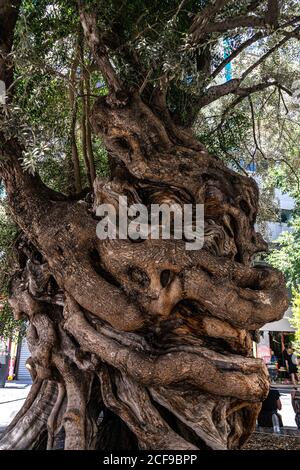 MALLORCA, GERMANIA - 17 luglio 2020: Palma, Mallorca, Spagna - 17 LUGLIO 2020. Bel vecchio albero sotto protezione monumento nel centro della città. Foto Stock