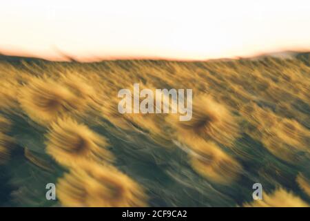 Il sole dorato brillante tramonta sopra il campo di girasole in sfocatura di movimento Foto Stock