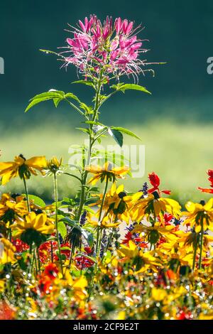 Colorato tardo estate giardino fiorito Cleome rudbeckias, fiore di settembre Foto Stock