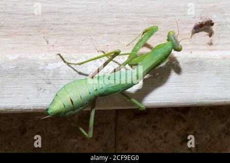 La mantis di preghiera. Mantis verde in preghiera in ramo. Gigante asiatico verde preghiera Mantis (Hierodula membranacea) Foto Stock