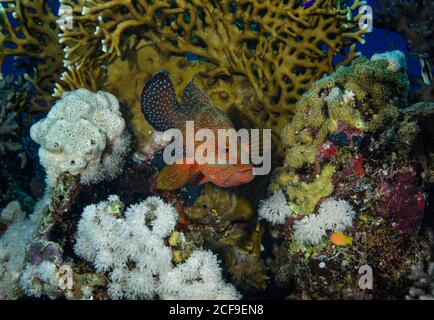 Coral Grouper, Cephalopholis miniata, sulla barriera corallina, a Hamata, Mar Rosso, Egitto Foto Stock