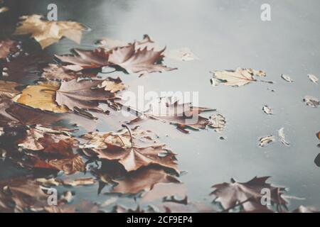 Foglie di acero arancio galleggianti sulla superficie di acqua calma stagno nel parco autunnale Foto Stock