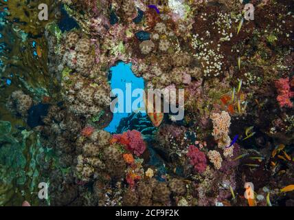 Coral Grouper, Cephalopholis miniata, sulla barriera corallina, a Hamata, Mar Rosso, Egitto Foto Stock