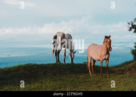 Cavalli su prato verde in campagna Foto Stock