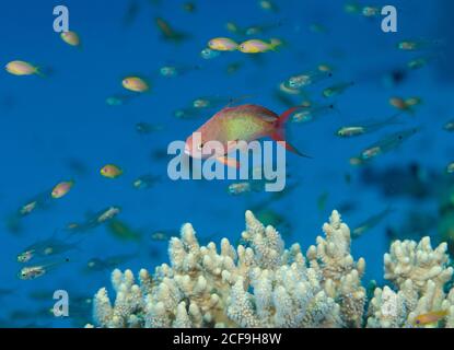 Maschio, Lyretail anthias, Pseudanthias squamipinnis, oltre corallo staghorn, Hamata, Mar Rosso, Egitto Foto Stock