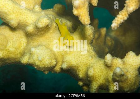 Coralgoby limone o gobolo pagliaccio giallo, Gobion citrinus, arroccato su corallo, Hamata, Mar Rosso, Egitto Foto Stock