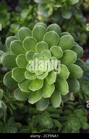 L'aeonium haworthii, conosciuto anche come aeonium di Haworth, è una specie di pianta succulenta della famiglia delle Crassulaceae. È cresciuto come a. Foto Stock