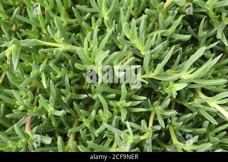 Carpobrotus edulis, noto anche come fico hottentota o fico acido. Il Carpobrotus edulis è una pianta strisciante con foglie succulente Foto Stock