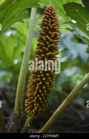 La tinctoria di Gunnera, conosciuta come rabarbaro gigante o rabarbaro cileno, è una specie di piante in fiore originaria del Cile meridionale e delle zone limitrofe dell'Argentina Foto Stock