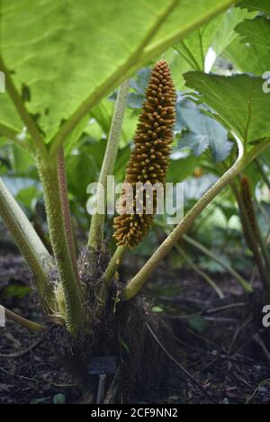 La tinctoria di Gunnera, conosciuta come rabarbaro gigante o rabarbaro cileno, è una specie di piante in fiore originaria del Cile meridionale e delle zone limitrofe dell'Argentina Foto Stock