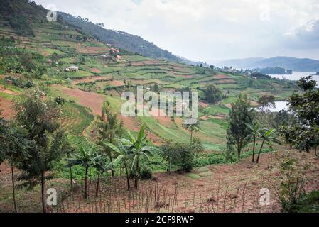 Uganda - 26 novembre 2016: Da sopra magnifico scenario di campagna con piccoli campi coltivati e villaggio solitario tra colline con verde erba lussureggiante e fitte foreste Foto Stock