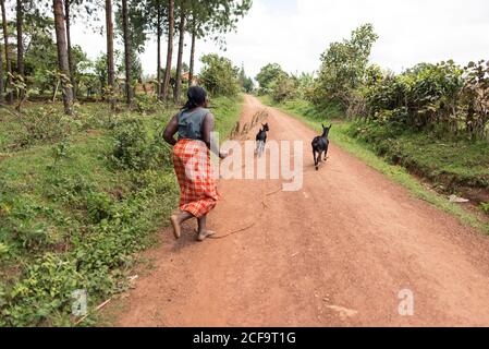 Uganda - Novembre, 26 2016: Uomo africano a piedi su strada sterrata che allertano capre in campagna Foto Stock