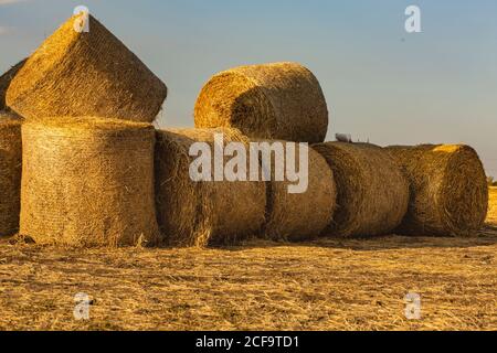 Balle rotonde di fieno giacciono e siedono su altre balle in un campo di grano seminato contro il cielo. Rotoli di paglia dorata su un campo di grano al tramonto in italiano. H Foto Stock