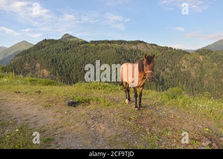 Alto angolo di bruno tethered cavallo pascolo su glade con lussureggiante erba verde accanto a strada sterrata contro pittoresche colline boschive Sotto il cielo blu in estate soleggiato giorno in Omalo Foto Stock