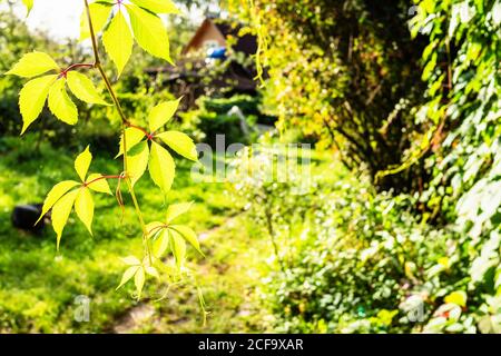 Foglie di Parthenocissus illuminate dal sole nel cortile verde sopravivato Sullo sfondo nella soleggiata sera di settembre (attenzione alle foglie di uva di girlosa sinistra) Foto Stock