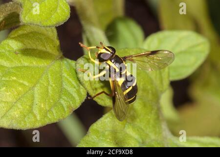 Xantogramma pedissequum hoverfly, Sussex, Regno Unito Foto Stock