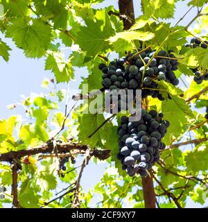 grappoli di uve rosse mature in vigneto rurale e blu cielo su sfondo in estate soleggiato giorno Foto Stock