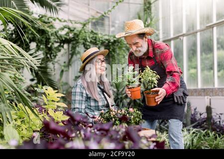 Felice coppia allegro anziani giardinieri, lavorando insieme in bella serra, uomo bearded che mette in vasi decorativi in legno con fiori Foto Stock