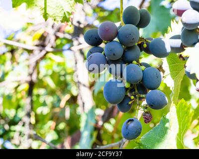 piccolo grappolo di uve rosse mature in vigneto rurale su giorno estivo soleggiato Foto Stock