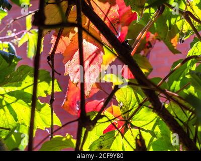 Foglie colorate di Parthenocsus, rosse e verdi, illuminate di sera primo piano del sole Foto Stock