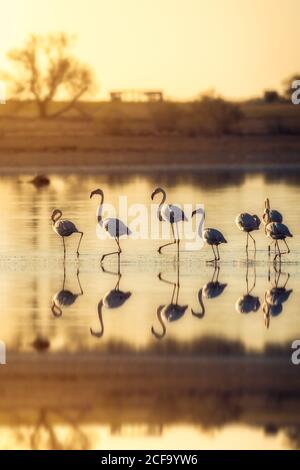 Gregge di graziosi fenicotteri che camminano sul lago al tramonto Foto Stock