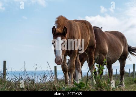 Mandria di cavalli che pascolano sul prato in giornata di sole Foto Stock