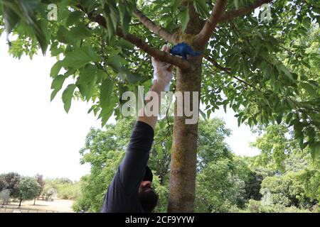 uomo che mette un giocattolo di gomma blu dinosauro in un albero in un parco Foto Stock