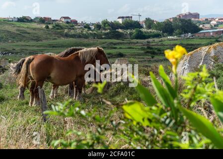 Mandria di cavalli che pascolano sul prato in giornata di sole Foto Stock
