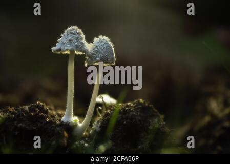 Closeup di piccoli funghi selvatici bianchi che crescono a terra in autunno foresta Foto Stock