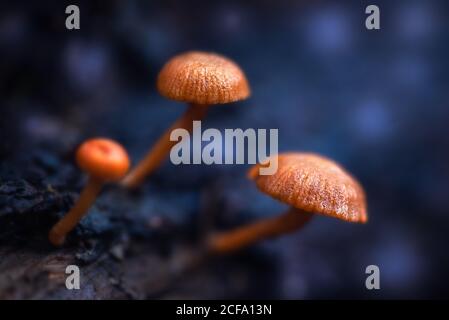 Closeup piccoli funghi freschi che crescono su terreno bagnato su offuscato sfondo della foresta di sera Foto Stock