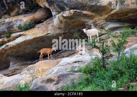 coppia di capre di montagna rosso e bianco sulle rocce Di Dagestan Foto Stock