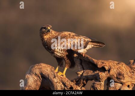 Buzzard comune seduta su un putto serpente e in attesa di preda su sfondo sfocato di prateria in natura Foto Stock