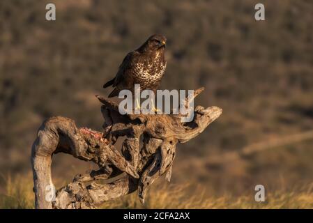 Buzzard comune seduta su un putto serpente e in attesa di preda su sfondo sfocato di prateria in natura Foto Stock