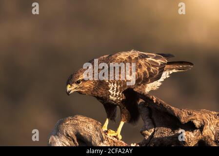 Buzzard comune seduta su un putto serpente e in attesa di preda su sfondo sfocato di prateria in natura Foto Stock