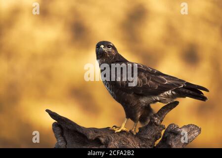 Buzzard comune seduta su un putto serpente e in attesa di preda su sfondo sfocato di prateria in natura Foto Stock