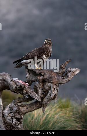 Buzzard comune seduta su un putto serpente e in attesa di preda su sfondo sfocato di prateria in natura Foto Stock