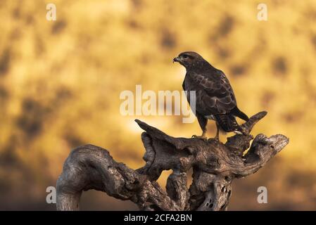 Buzzard comune seduta su un putto serpente e in attesa di preda su sfondo sfocato di prateria in natura Foto Stock