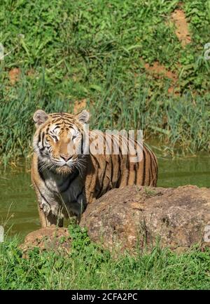 Tigre attento guardando via mentre si sta in piedi in stagno vicino grande pietra circondata da erba colorata alla luce del sole Foto Stock