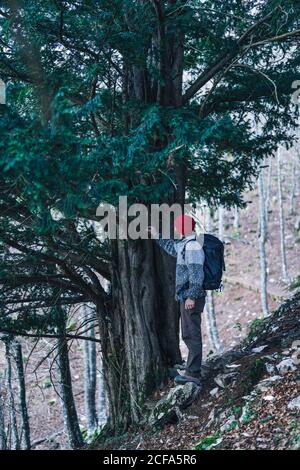 Vista laterale di zaino in spalla maschio in berretto rosso in piedi accanto al massiccio pino verde sul pendio di montagna con senza frondoli alberi sullo sfondo Foto Stock