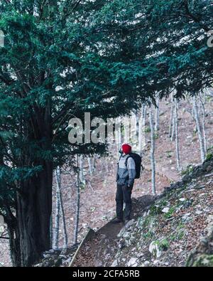 Vista laterale di zaino in spalla maschio in berretto rosso in piedi accanto al massiccio pino verde sul pendio di montagna con senza frondoli alberi sullo sfondo Foto Stock